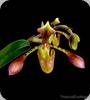 Paph. haynaldianum var. laurae